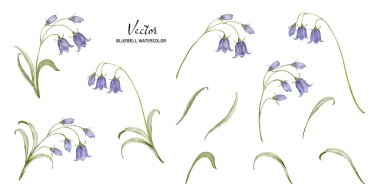 BlueBell çiçek elementleriyle suluboya buketler. Düğün Davetiyesi için uygun beyaz arkaplanda izole edilmiş kolleksiyon botanik vektörü, tarihi kaydedin, teşekkürler, veya tebrik kartı.