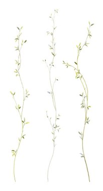 Suluboya küçük yaprak elementleri. Düğün Davetiyesi için uygun beyaz arkaplanda izole edilmiş kolleksiyon botanik vektörü, tarihi kaydedin, teşekkürler, veya tebrik kartı.