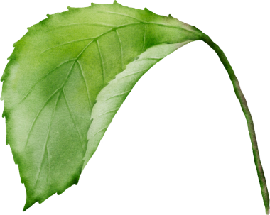 Yeşil Yaprak Suluboya Elementi