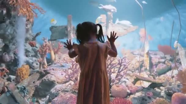 年轻聪明的亚洲小女孩站在鱼缸里看着海底的水族馆 背影是后视镜 儿童成长 儿童快乐教育或青少年好奇心生活方式概念 — 图库视频影像