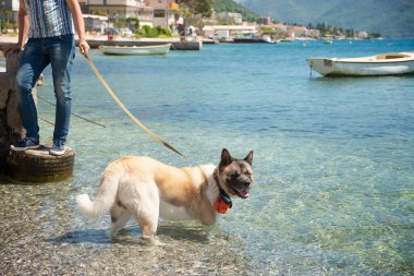 Amerikan Akita 'sı denizde. Güneydeki Kuzey cins köpek..