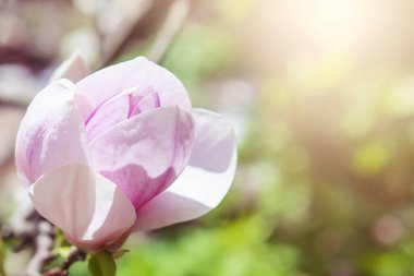 Manolya ağacı baharda çiçek açar. Yumuşak pembe çiçekler güneş ışığında yıkanıyor. Sıcak nisan havası