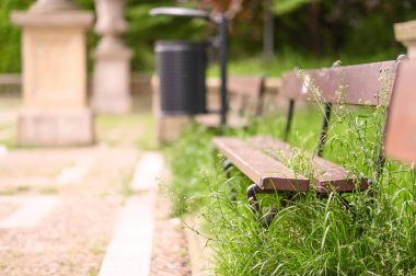 Aşırı büyümüş çimenler ahşap bankları kaplar, baharda huzurlu bir park ortamının huzurlu ve dağınık güzelliğini vurgular..