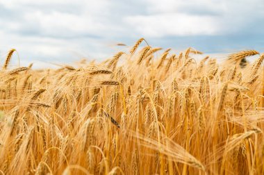 Buğday sapları uzun ve altın sarısı, rüzgarda hafif bir şekilde bulutlu gökyüzüne karşı dans ederek hasat mevsimini simgeler..
