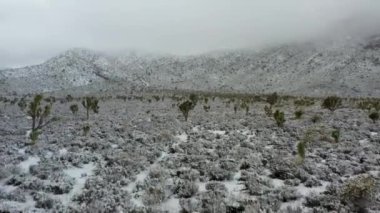 Rare desert snow storm drone dolly push shot of snow on Joshua trees, crows flying across scene, medium angle. High quality 4k footage