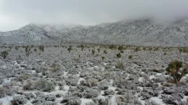 Snow covered desert, Joshua trees with snow covered mountain, cloudy sky in background, aerial medium angle. High quality 4k footage
