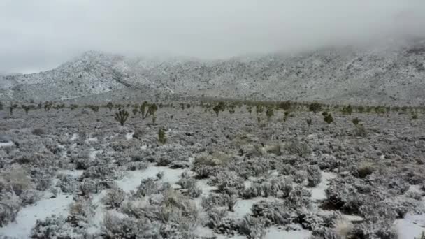 Beautiful Aerial View Rare Snowfall Desert Joshua Trees California Cloudy — Stok video