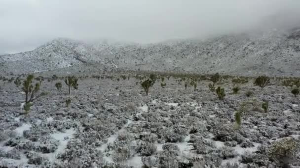 Rare Desert Snow Storm Drone Dolly Push Shot Snow Joshua — Video