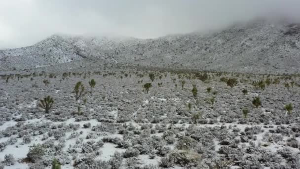 Flyover Snow Covered Desert Joshua Trees Snowy Mountains Stormy Skies — Stok video