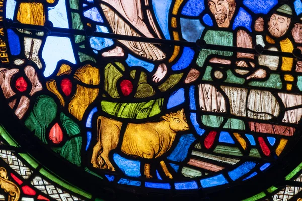 Detail Stained Glass Window Depicting Cow Peasants Church Window High — Stock Photo, Image