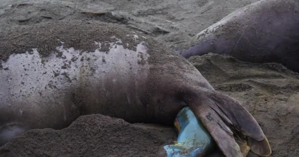 Rarely Seen Video Clip Elephant Seal Giving Birth Central California — Wideo stockowe