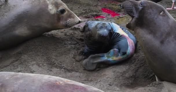 Newborn Baby Elephant Seal Its Mother Mother Defending Her Pup — Stock videók