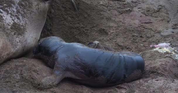 Yeni Doğmuş Bir Deniz Fili Yavrusu San Simeon Kaliforniya Kıyısındaki — Stok video