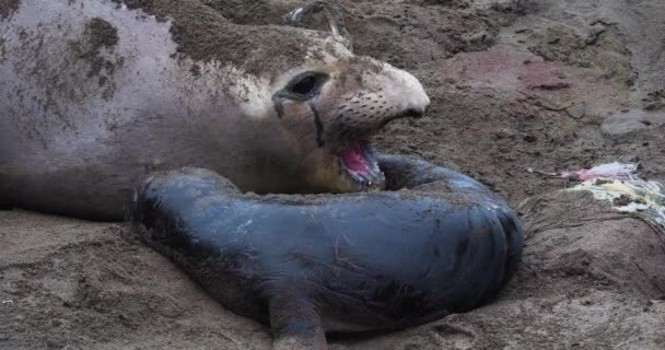 Rare Quality Close Video Newly Born Elephant Seal Pup Its — Stockvideo