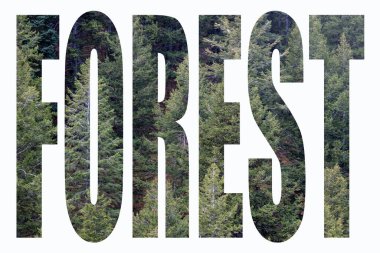 Beyaz maskeli FOREST sözcüğü. Çam ağacı ormanı görüntüsü yazılı metinle kesilmiş. Ormandaki dağ çamı sahnesi mesaj kutusu ormanından izleniyor. Yüksek kalite fotoğraf
