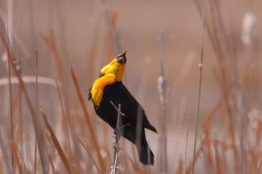 Sarı başlı karatavuk xanthocephalus xanthocephalus, ayı nehri göçmen kuş barınağında kuyruklu. Kaliteli fotoğraf