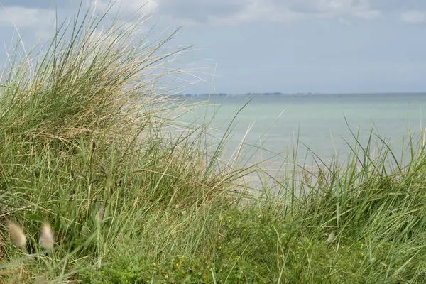 stock image high green ocean costal beachgrass Ammophila arenaria under light blue clouded sky on low dune and mid horizon at Utah Beach. Background or copy space. High quality photo