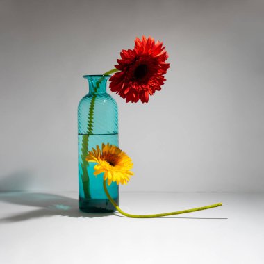 Gri arka planda kırmızı ve sarı Gerbera çiçeğinin estetik bileşimi. Aşk ya da doğa kompozisyonu.