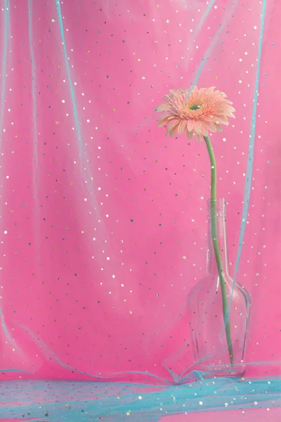 Aesthetic pink background with blue tulle,  sequins and one Gerbera Daisy in a transparent bottle. Concept of spring and flowers.