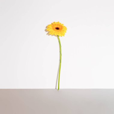 Aesthetic composition of single yellow Gerbera Daisy stands against gray background. Contemporary  art with contrasting colors. Minimal spring or summer composition.