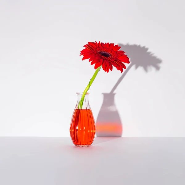 Jarní Květiny Červená Gerbera Daisy Šedém Pozadí Estetické Surrealistické Uspořádání — Stock fotografie
