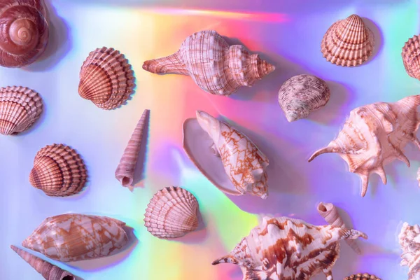 Seashells Abstrakcyjnym Tle Folii Neonowej Widma Lato Modne Kolorowe Koncepcja — Zdjęcie stockowe
