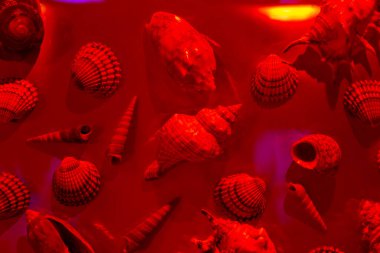 Soyut spektrum neon folyo arka planında deniz kabukları. Renkli yaz konsepti. Yanardöner, holografik gradyan, yumuşak pastel renk arkaplanı.