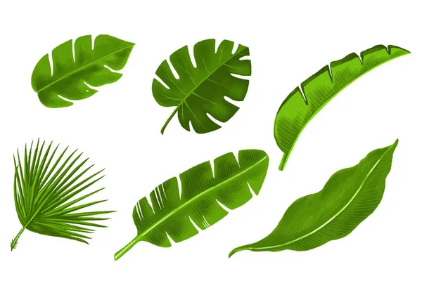 Plantas Tropicales Realistas Hoja Verde Conjunto Diseño — Vector de stock
