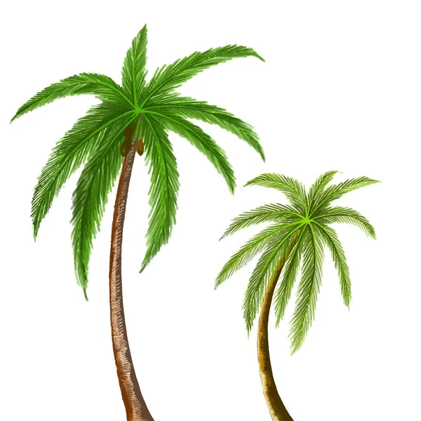 Vacker Grön Kokosnöt Träd Blad Design — Stock vektor