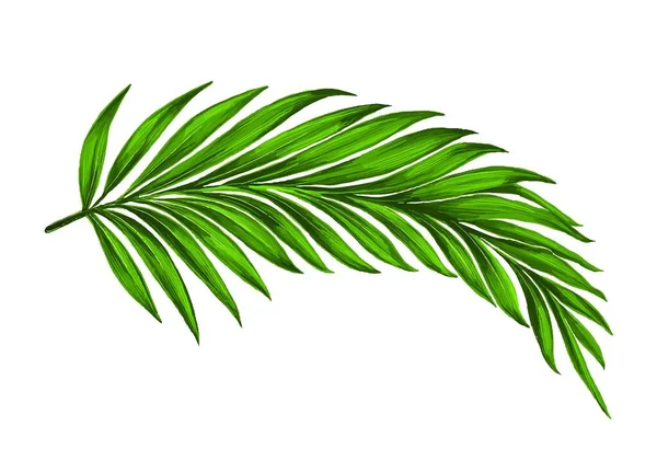 美しい装飾緑のヤシの葉のデザイン — ストックベクタ
