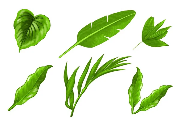熱帯異なるタイプのエキゾチックな葉セットデザイン — ストックベクタ