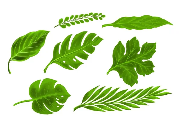 Tropical Tipo Diferente Folhas Exóticas Definir Design — Vetor de Stock