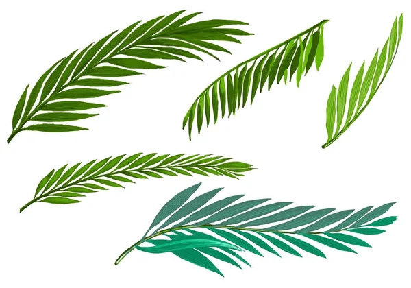 Tropical Botanical Palm Leaves Set Design — Stock Vector