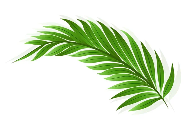 美しい装飾緑のヤシの葉のイラストデザイン — ストックベクタ