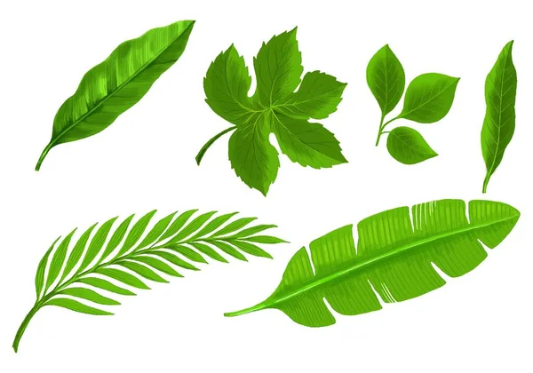 Realisztikus Trópusi Növények Zöld Levél Készlet Design — Stock Vector