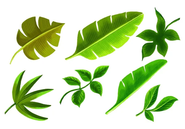 Реалистичный Дизайн Тропических Растений — стоковый вектор