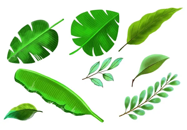 Tropische Andere Art Exotische Blätter Bühnenbild — Stockvektor