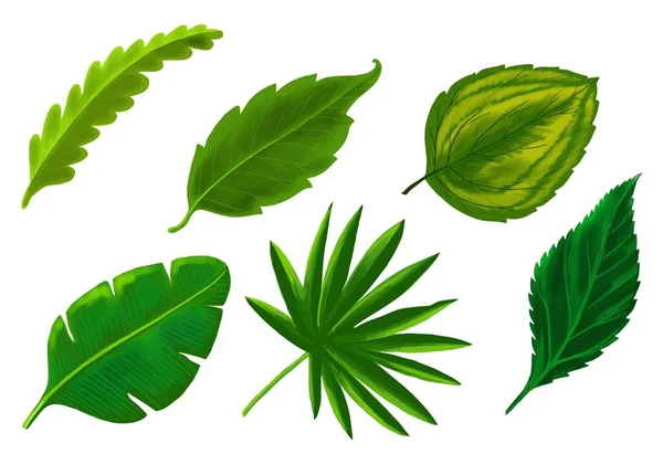 熱帯異なるタイプのエキゾチックな葉セットデザイン — ストックベクタ