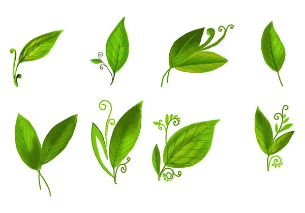Belles Plantes Réalistes Vert Feuille Set Design — Image vectorielle