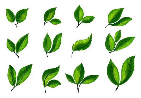 Realistické Tropické Rostliny Zelené Listy Set Design — Stockový vektor