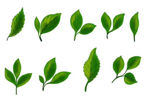 现实的热带植物绿叶套件设计 — 图库矢量图片