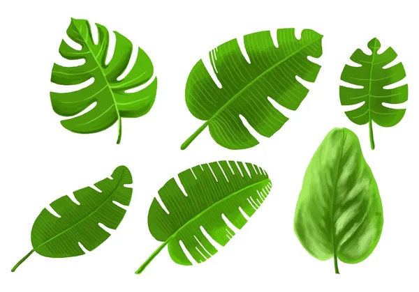Dekoracyjne Tropikalne Rośliny Zielony Liść Zestaw Projekt — Wektor stockowy
