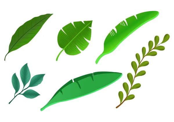 現実的な熱帯植物緑の葉のセットのデザイン — ストックベクタ