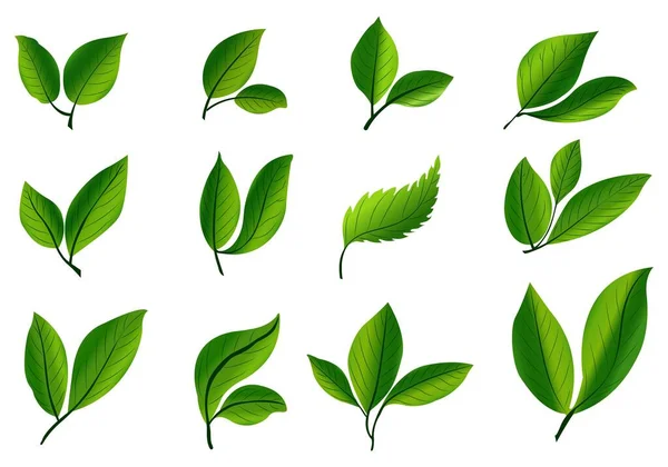 Plantas Tropicais Realistas Folha Verde Conjunto Design — Vetor de Stock