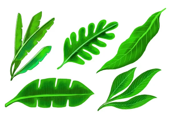 Realistyczne Tropikalne Rośliny Zielony Liść Zestaw Projekt — Wektor stockowy