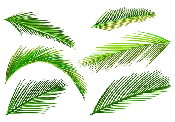 Plantas Tropicais Decorativas Folha Verde Conjunto Design — Vetor de Stock