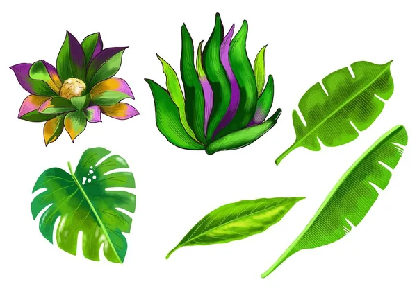 Plantas Tropicales Decorativas Hoja Verde Conjunto Diseño — Vector de stock