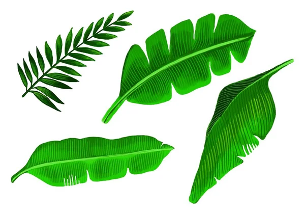 Plantes Tropicales Réalistes Vert Feuille Set Design — Image vectorielle