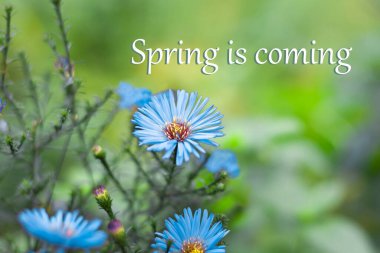 Sky blue flowers on a blurred background and the inscription spring is coming. Spring prelude