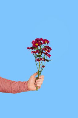 Purple or burgundy chrysanthemum in a male hand on a white background close-up. Concept os relationship or st valentine's day or dating or womens day. Copy space.